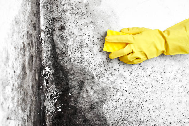 Best Office Mold Removal Services  in Riddle, OR