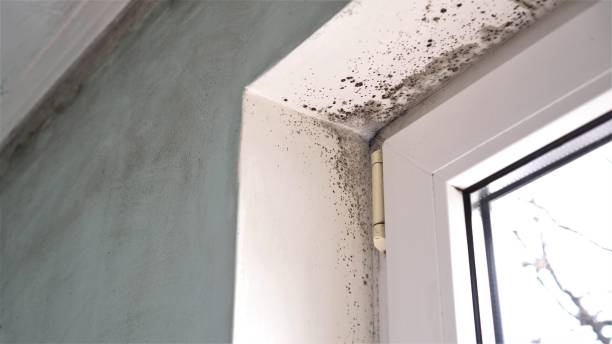Best Black Mold Removal  in Riddle, OR