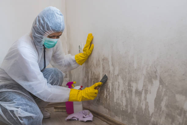 Best Certified Mold Removal  in Riddle, OR
