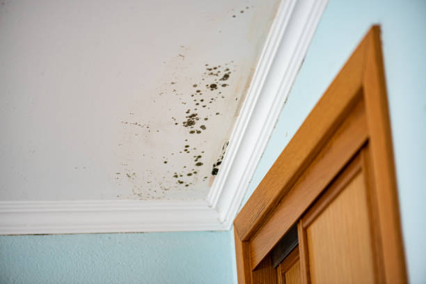 Best Mold Cleaning Services  in Riddle, OR