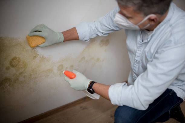 Best Office Mold Removal Services  in Riddle, OR