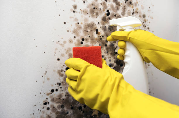 Best Professional Mold Removal  in Riddle, OR