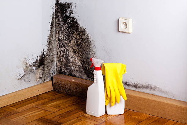 Best Fast Mold Removal  in Riddle, OR