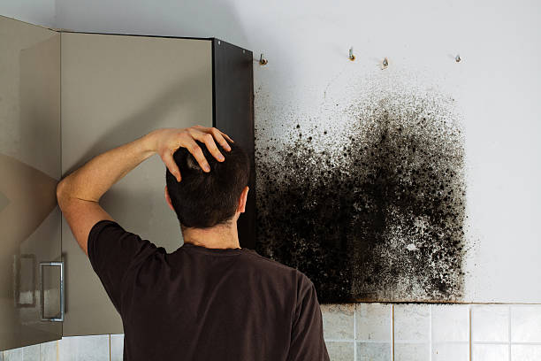 Best Emergency Mold Removal  in Riddle, OR