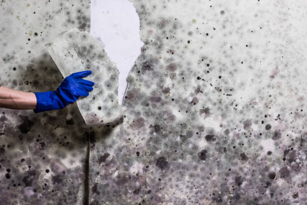 Riddle, OR Mold Removal Company