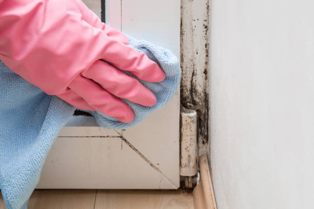 Trusted Riddle, OR Mold Removal Experts